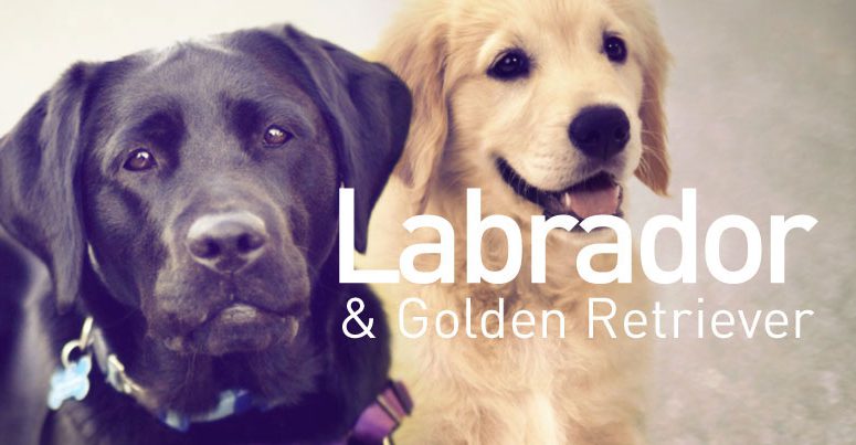 Cachorros Labrador e Golden Retriever