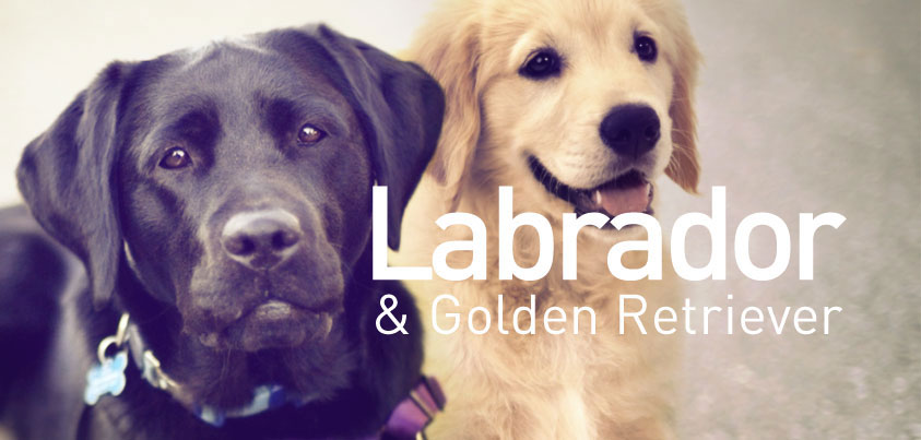 Cachorros Labrador e Golden Retriever