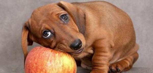 Frutas permitidas para cachorros