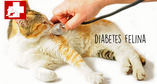 Diabetes em gatos. Como descobrir?