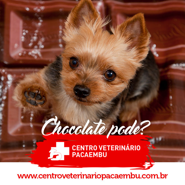 Posso dar chocolate ao meu cão?