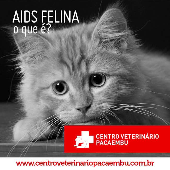 Aids em gatos