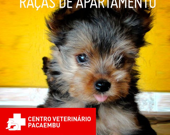 Conheça as melhores raças de cachorros para apartamento