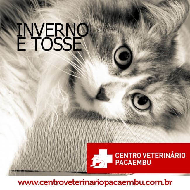 Tosse em cães e gatos | Centro Veterinário Pacaembu