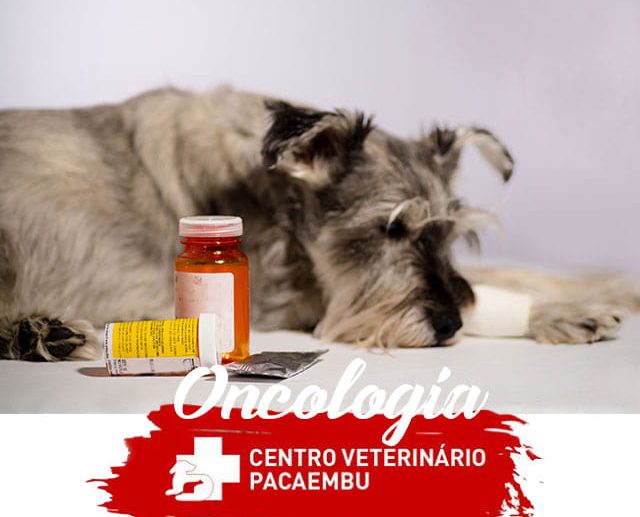 Tratamento de câncer em cães e gatos no CVP
