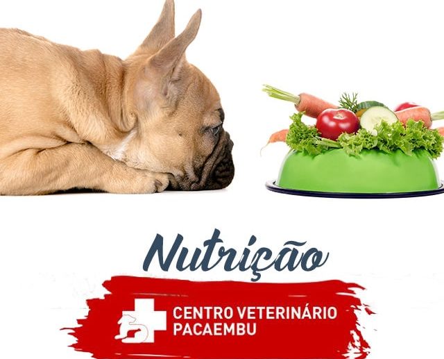 Nutrição e comida caseira para cães e gatos