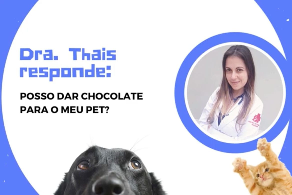 Cachorro pode comer chocolate? | Centro Veterinário Pacaembu