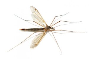 Mosquito- palha, transmissor da leishmaniose