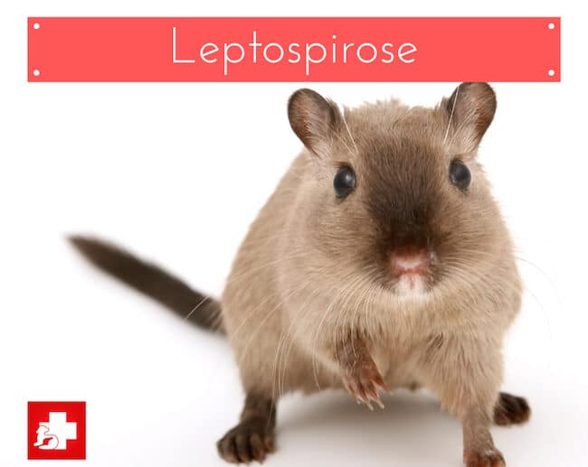 leptospirose em pets