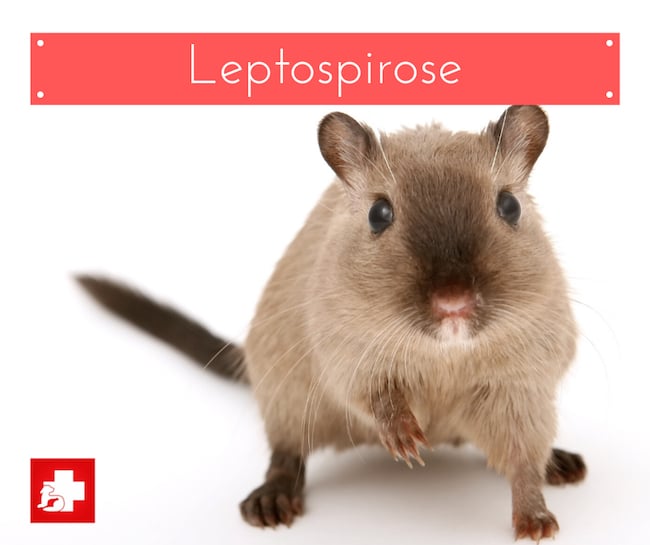 leptospirose em pets