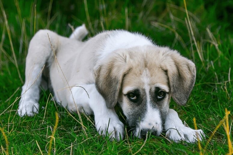 Cães que vivem nas ruas têm mais chances de ter bicheiras