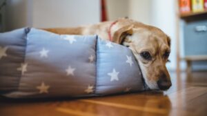 Tristeza, perda de peso e dores: sintomas de bicheira em cães