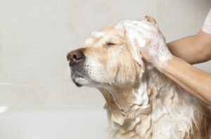 Banho e tosa para cachorro