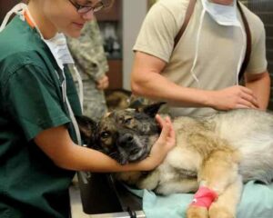 veterinário especialista em cachorro