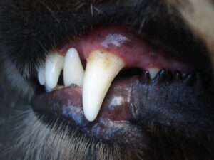 Tratamento Periodontal em Cães