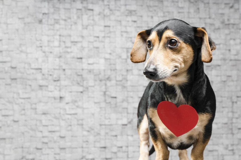 Sopro No Coração Problemas Cardíacos Em Cachorros